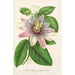 Riproduzione del dipinto Passiflora imperatrice Eugénie ibrido - Charles Antoine Lemaire