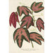 Riproduzione del dipinto Passiflora trifasciata - Charles Antoine Lemaire