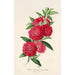 Riproduzione del dipinto Pescatore con fiori di camelia - Charles Antoine Lemaire