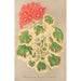 Riproduzione del dipinto Pélargonium zonale var. quadricolor - Charles Antoine Lemaire