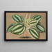Peperomia Verschaffeltii - Charles Antoine Lemaire — quadro incorniciato alla parete