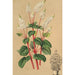 Peperomia resediflora - Charles Antoine Lemaire — vista dell’opera