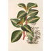 Peperomia velutina - Charles Antoine Lemaire — vista dell’opera