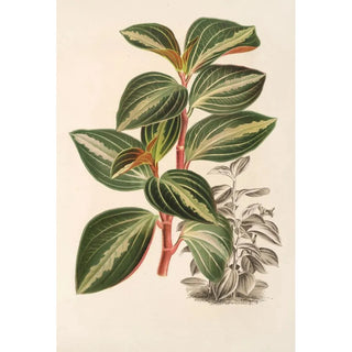 Charles Antoine Lemaire - Peperomia velutina.webp