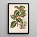 Peperomia velutina - Charles Antoine Lemaire — quadro incorniciato alla parete