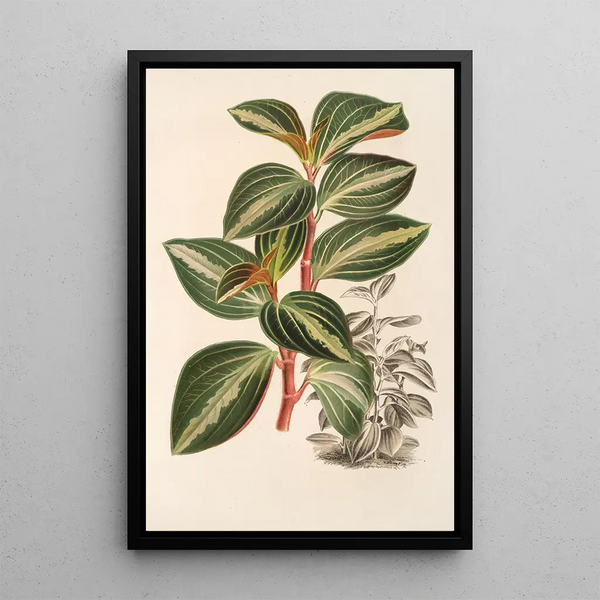 Charles Antoine Lemaire - Peperomia velutina.webp