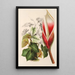 Riproduzione del dipinto Philodendron daguense - Charles Antoine Lemaire