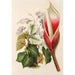 Riproduzione del dipinto Philodendron daguense - Charles Antoine Lemaire