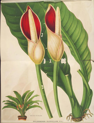 Charles Antoine Lemaire - Philodendron calophyllum.webp