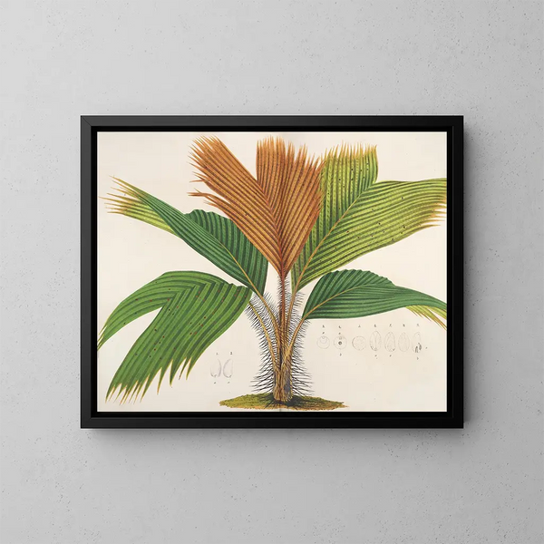 Phnicophorium delle Seychelles - Charles Antoine Lemaire — quadro incorniciato alla parete