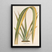 Riproduzione del dipinto Phormium tenax fol. var. - Charles Antoine Lemaire