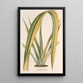 Charles Antoine Lemaire - Phormium tenax fol var.webp