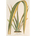 Riproduzione del dipinto Phormium tenax fol. var. - Charles Antoine Lemaire