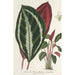 Phrynium maranta vandenheckei - Charles Antoine Lemaire — vista dell’opera
