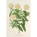 Riproduzione del dipinto Pimelea elegans - Charles Antoine Lemaire
