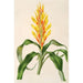 Pitcairnia andreana - Charles Antoine Lemaire — vista dell’opera