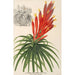 Pitcairnia aphelandriflora - Charles Antoine Lemaire — vista dell’opera