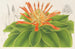 Pitcairnia tabuliformis - Charles Antoine Lemaire — vista dell’opera