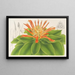 Pitcairnia tabuliformis - Charles Antoine Lemaire — quadro incorniciato alla parete