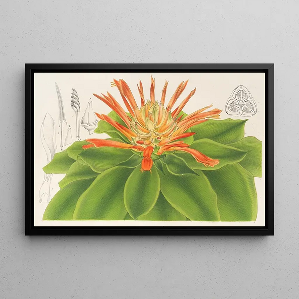 Charles Antoine Lemaire - Pitcairnia tabulformis.webp