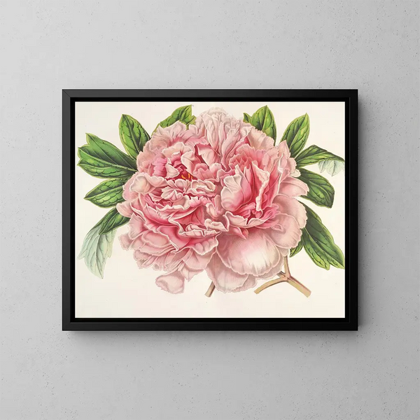 Peonia di Alessandro II - Charles Antoine Lemaire — quadro incorniciato alla parete