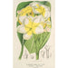 Plumeria lutea - Charles Antoine Lemaire — vista dell’opera