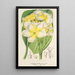 Plumeria lutea - Charles Antoine Lemaire — quadro incorniciato alla parete