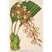 Polycycnis lepida - Charles Antoine Lemaire — vista dell’opera