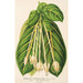 Riproduzione del dipinto Posoqueria fragrantissima - Charles Antoine Lemaire