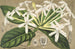 Posoqueria multiflora - Charles Antoine Lemaire — vista dell’opera