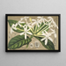 Posoqueria multiflora - Charles Antoine Lemaire — quadro incorniciato alla parete