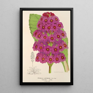 Charles Antoine Lemaire - Primula Japonica.webp