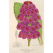 Riproduzione del dipinto Primula japonica - Charles Antoine Lemaire