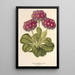 Riproduzione del dipinto Primula intermedia hybrida - Charles Antoine Lemaire