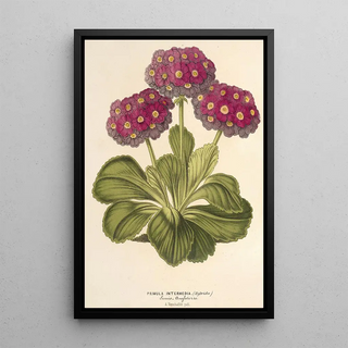Charles Antoine Lemaire - Primula intermedia hybrida.webp