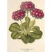 Riproduzione del dipinto Primula intermedia hybrida - Charles Antoine Lemaire