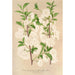 Prunus sinensis japonica - Charles Antoine Lemaire — vista dell’opera