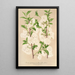 Prunus sinensis japonica - Charles Antoine Lemaire — quadro incorniciato alla parete