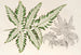 Pteris argyrea - Charles Antoine Lemaire — vista dell’opera