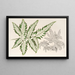 Pteris argyrea - Charles Antoine Lemaire — quadro incorniciato alla parete