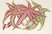 Pteris aspericaulis var. tricolor - Charles Antoine Lemaire — vista dell’opera