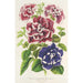 Petunia inimitabilis hybride flore plein - Charles Antoine Lemaire — vista dell’opera