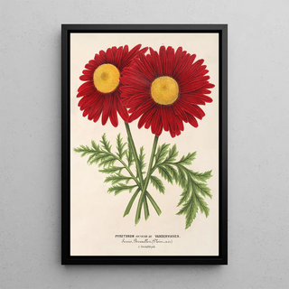 Charles Antoine Lemaire - Pyrethrum Souvenir de Vandervinnen.webp