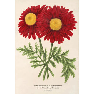 Charles Antoine Lemaire - Pyrethrum Souvenir de Vandervinnen.webp