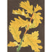 Riproduzione del dipinto Quercus robur var. Concordia - Charles Antoine Lemaire