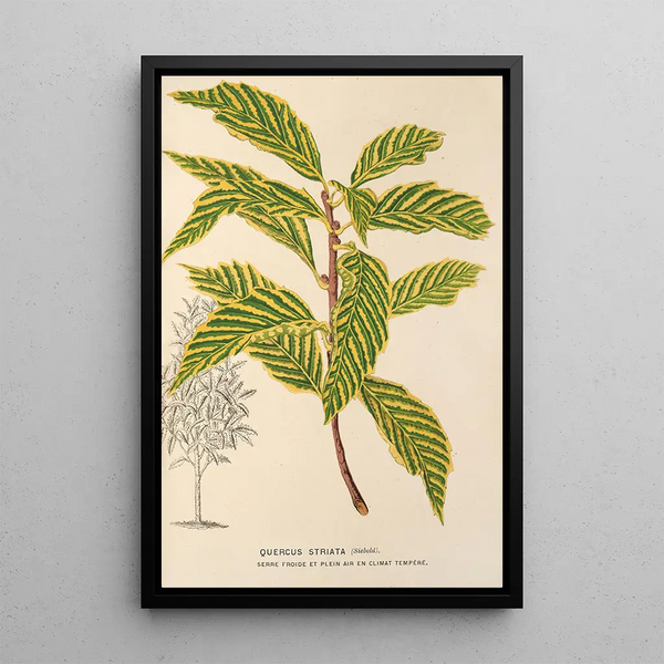 Charles Antoine Lemaire - Quercus striata.webp
