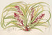 Reineckea carnea fol varieg - Charles Antoine Lemaire — vista dell’opera