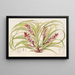 Reineckea carnea fol varieg - Charles Antoine Lemaire — quadro incorniciato alla parete