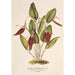 Riproduzione del dipinto Restrepia antennifera - Charles Antoine Lemaire