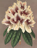 Rhododendron Archiduc Albert ibrido - Charles Antoine Lemaire — vista dell’opera